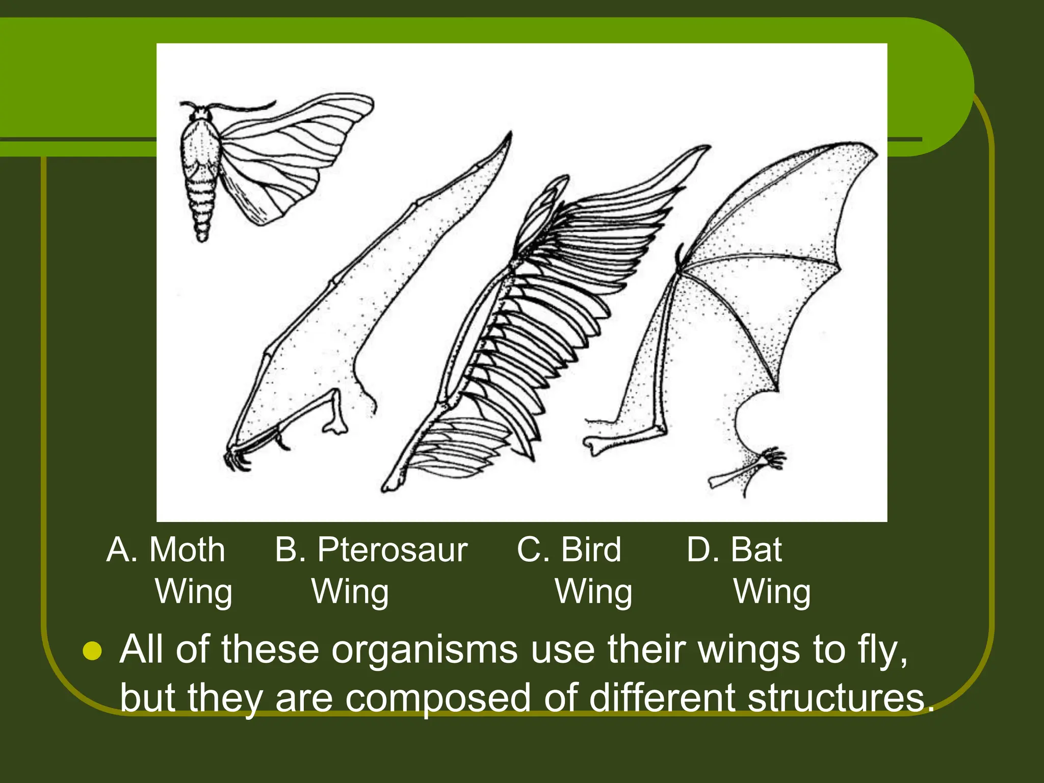  All of these organisms use their wings to fly,
but they are composed of different structures.
A. Moth B. Pterosaur C. Bird D. Bat
Wing Wing Wing Wing
 