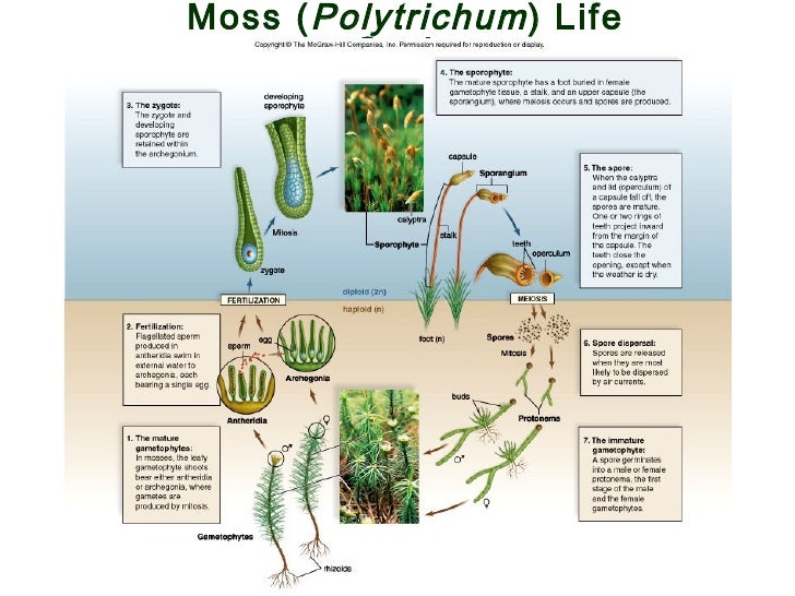 Ap bio lecture ch24 evolution and diversity of life