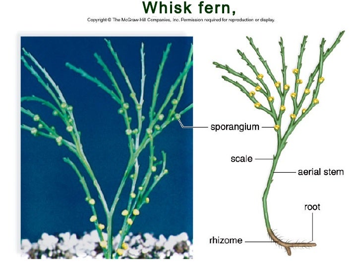 Ap bio lecture ch24 evolution and diversity of life