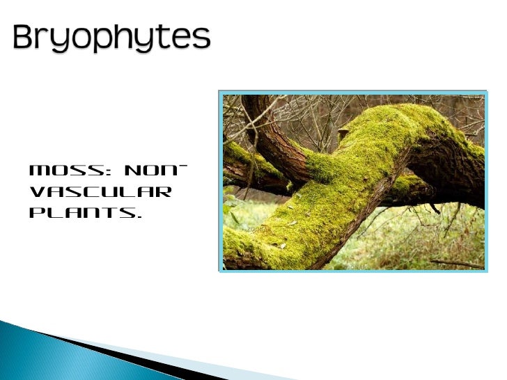 AP Biology Artifacts