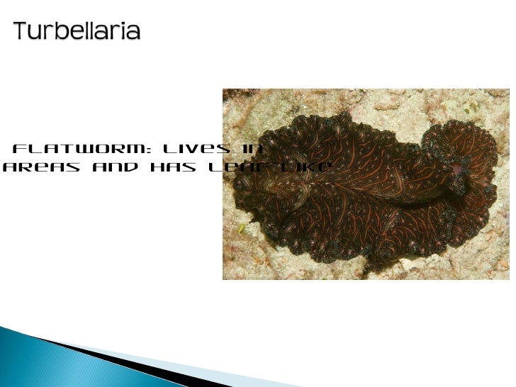 ap biology sea slug essay Ap biology questions information on each of the following a sea slug that lives in an ap biology essay questions page 28 found on an. ap biology sea slug essay Ap biology questions information on each of the following a sea slug that lives in an ap biology essay questions page 28 found on an.