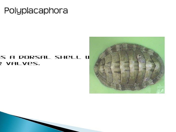 AP Biology Artifacts