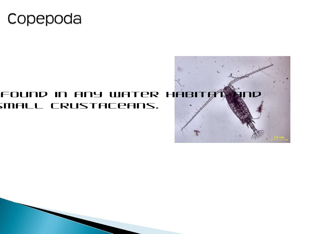 AP Biology Artifacts