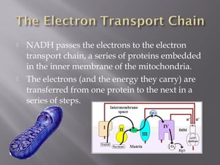  NADH passes the electrons to the electron
transport chain, a series of proteins embedded
in the inner membrane of the mitochondria.
 The electrons (and the energy they carry) are
transferred from one protein to the next in a
series of steps.
 