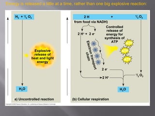 Freeenergy,G
Freeenergy,G
(a) Uncontrolled reaction
H2O
H2 + 1
/2 O2
Explosive
release of
heat and light
energy
(b) Cellular respiration
Controlled
release of
energy for
synthesis of
ATP
2 H+
+ 2 e–
2 H + 1
/2 O2
(from food via NADH)
ATP
ATP
ATP
1
/2 O2
2 H+
2 e–
Electrontransport
chain
H2O
Energy is released a little at a time, rather than one big explosive reaction:
 