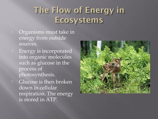  Organisms must take in
energy from outside
sources.
 Energy is incorporated
into organic molecules
such as glucose in the
process of
photosynthesis.
 Glucose is then broken
down in cellular
respiration. The energy
is stored in ATP.
 