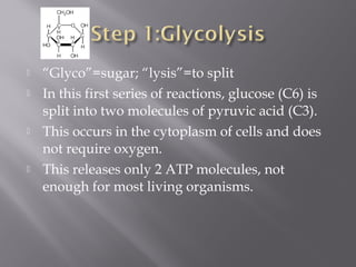  “Glyco”=sugar; “lysis”=to split
 In this first series of reactions, glucose (C6) is
split into two molecules of pyruvic acid (C3).
 This occurs in the cytoplasm of cells and does
not require oxygen.
 This releases only 2 ATP molecules, not
enough for most living organisms.
 