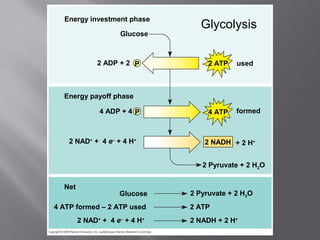 Energy investment phase
Glucose
2 ADP + 2 P 2 ATP used
formed4 ATP
Energy payoff phase
4 ADP + 4 P
2 NAD+
+ 4 e–
+ 4 H+
2 NADH + 2 H+
2 Pyruvate + 2 H2O
2 Pyruvate + 2 H2OGlucose
Net
4 ATP formed – 2 ATP used 2 ATP
2 NAD+
+ 4 e–
+ 4 H+
2 NADH + 2 H+
Glycolysis
 