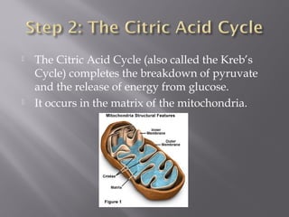  The Citric Acid Cycle (also called the Kreb’s
Cycle) completes the breakdown of pyruvate
and the release of energy from glucose.
 It occurs in the matrix of the mitochondria.
 