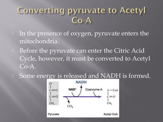  In the presence of oxygen, pyruvate enters the
mitochondria.
 Before the pyruvate can enter the Citric Acid
Cycle, however, it must be converted to Acetyl
Co-A.
 Some energy is released and NADH is formed.
 