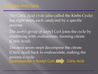 • The Citric Acid cycle (also called the Krebs Cycle)
has eight steps, each catalyzed by a specific
enzyme
• The acetyl group of acetyl CoA joins the cycle by
combining with oxaloacetate, forming citrate
(Citric Acid).
• The next seven steps decompose the citrate
(Citric Acid) back to oxaloacetate, making the
process a cycle
The Citric Acid Cycle
Oxaloacetate + Acetyl CoA Citric Acid
 