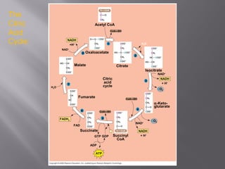 Acetyl CoA
CoA—SH
Citrate
H2O
Isocitrate
NAD+
NADH
+ H+
CO2
α-Keto-
glutarate
CoA—SH
CO2
NAD+
NADH
+ H+
Succinyl
CoA
CoA—SH
Pi
GTP GDP
ADP
ATP
Succinate
FAD
FADH2
Fumarate
Citric
acid
cycleH2O
Malate
Oxaloacetate
NADH
+H+
NAD+
1
2
3
4
5
6
7
8
The
Citric
Acid
Cycle:
 