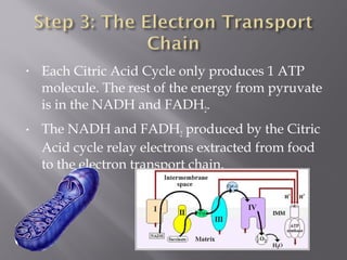 • Each Citric Acid Cycle only produces 1 ATP
molecule. The rest of the energy from pyruvate
is in the NADH and FADH2.
• The NADH and FADH2 produced by the Citric
Acid cycle relay electrons extracted from food
to the electron transport chain.
 