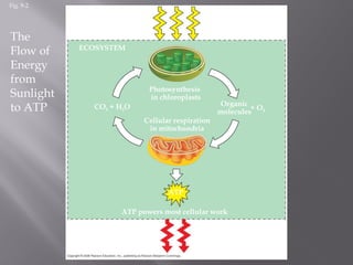 Fig. 9-2
Light
energy
ECOSYSTEM
Photosynthesis
in chloroplasts
CO2 + H2O
Cellular respiration
in mitochondria
Organic
molecules
+ O2
ATP powers most cellular work
Heat
energy
ATP
The
Flow of
Energy
from
Sunlight
to ATP
 