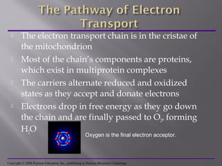  The electron transport chain is in the cristae of
the mitochondrion
 Most of the chain’s components are proteins,
which exist in multiprotein complexes
 The carriers alternate reduced and oxidized
states as they accept and donate electrons
 Electrons drop in free energy as they go down
the chain and are finally passed to O2, forming
H2O
Copyright © 2008 Pearson Education, Inc., publishing as Pearson Benjamin Cummings
Oxygen is the final electron acceptor.
 