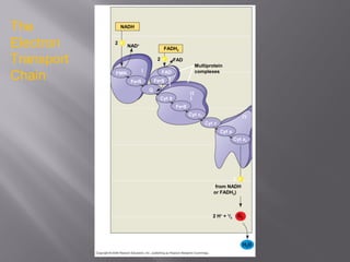 NADH
NAD+
2
FADH2
2 FAD
Multiprotein
complexesFAD
Fe•S
FMN
Fe•S
Q
Fe•S
Ι
Cyt b
Ι
Ι
ΙΙ
Ι
Cyt c1
Cyt c
Cyt a
Cyt a3
IV
Freeenergy(G)relativetoO2(kcal/mol)
50
40
30
20
10 2
(from NADH
or FADH2)
0 2 H+
+ 1
/2
O2
H2O
e–
e–
e–
The
Electron
Transport
Chain
 
