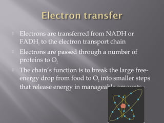  Electrons are transferred from NADH or
FADH2 to the electron transport chain
 Electrons are passed through a number of
proteins to O2
 The chain’s function is to break the large free-
energy drop from food to O2 into smaller steps
that release energy in manageable amounts
 