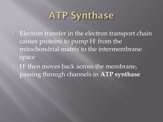  Electron transfer in the electron transport chain
causes proteins to pump H+
from the
mitochondrial matrix to the intermembrane
space
 H+
then moves back across the membrane,
passing through channels in ATP synthase
 