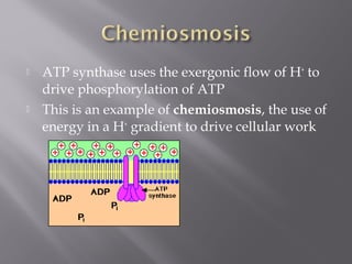  ATP synthase uses the exergonic flow of H+
to
drive phosphorylation of ATP
 This is an example of chemiosmosis, the use of
energy in a H+
gradient to drive cellular work
 