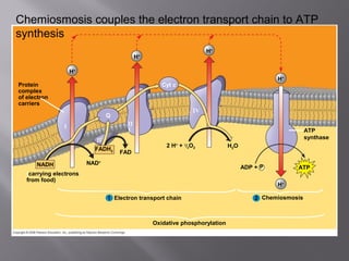 Protein
complex
of electron
carriers
H+
H+
H+
Cyt c
Q
Ι
ΙΙ
ΙΙ
Ι
ΙV
FADH2
FAD
NAD+
NADH
(carrying electrons
from food)
Electron transport chain
2 H+
+ 1
/2O2 H2O
ADP + P
i
Chemiosmosis
Oxidative phosphorylation
H+
H+
ATP
synthase
ATP
21
Chemiosmosis couples the electron transport chain to ATP
synthesis
 