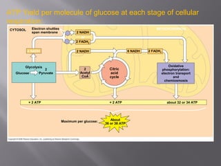 Maximum per glucose: About
36 or 38 ATP
+ 2 ATP+ 2 ATP + about 32 or 34 ATP
Oxidative
phosphorylation:
electron transport
and
chemiosmosis
Citric
acid
cycle
2
Acetyl
CoA
Glycolysis
Glucose
2
Pyruvate
2 NADH 2 NADH 6 NADH 2 FADH2
2 FADH2
2 NADH
CYTOSOL Electron shuttles
span membrane
or
MITOCHONDRION
ATP Yield per molecule of glucose at each stage of cellular
respiration:
 