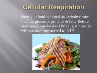  Energy in food is stored as carbohydrates
(such as glucose), proteins & fats. Before
that energy can be used by cells, it must be
released and transferred to ATP.
 