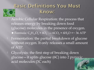 Aerobic Cellular Respiration: the process that
releases energy by breaking down food
(glucose) molecules in the presence of oxygen.
 Formula: C6H12O6 + 6O2 → 6CO2 + 6H2O +~ 36 ATP
 Fermentation: the partial breakdown of glucose
without oxygen. It only releases a small amount
of ATP.
 Glycolysis: the first step of breaking down
glucose—it splits glucose (6C) into 2 pyruvic
acid molecules (3C each)
 