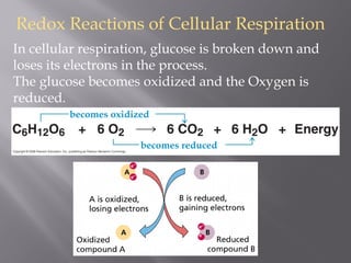 becomes oxidized
becomes reduced
In cellular respiration, glucose is broken down and
loses its electrons in the process.
The glucose becomes oxidized and the Oxygen is
reduced.
Redox Reactions of Cellular Respiration
 