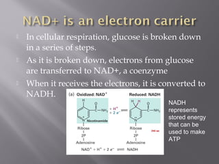  In cellular respiration, glucose is broken down
in a series of steps.
 As it is broken down, electrons from glucose
are transferred to NAD+, a coenzyme
 When it receives the electrons, it is converted to
NADH.
NADH
represents
stored energy
that can be
used to make
ATP
 