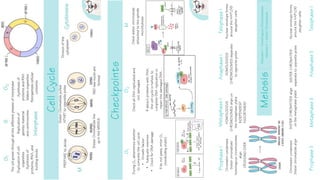 ap_biology_review_one_pagers -AP biology | PDF