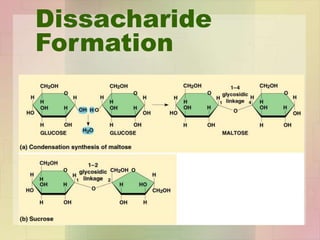 Dissacharide
Formation
 