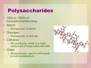Polysaccharides
• 100s to 1000s of
monosaccharides long
• Starch
– Storage poly. of plants
• Glycogen
– Storage poly. of animals
• Cellulose
– Structural poly. which is a major
component of tough plant cell walls
• Chitin
– Structural poly. used by arthropods
to build exoskeletons
 
