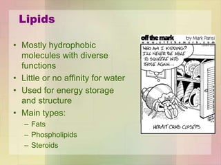 Lipids
• Mostly hydrophobic
molecules with diverse
functions
• Little or no affinity for water
• Used for energy storage
and structure
• Main types:
– Fats
– Phospholipids
– Steroids
 