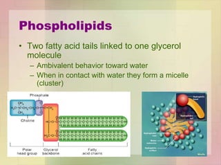 Phospholipids
• Two fatty acid tails linked to one glycerol
molecule
– Ambivalent behavior toward water
– When in contact with water they form a micelle
(cluster)
 