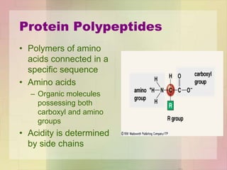 Protein Polypeptides
• Polymers of amino
acids connected in a
specific sequence
• Amino acids
– Organic molecules
possessing both
carboxyl and amino
groups
• Acidity is determined
by side chains
 
