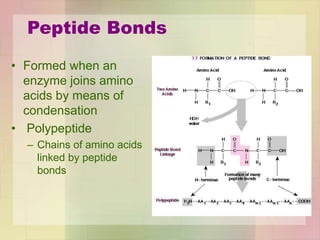 Peptide Bonds
• Formed when an
enzyme joins amino
acids by means of
condensation
• Polypeptide
– Chains of amino acids
linked by peptide
bonds
 