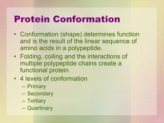 • Conformation (shape) determines function
and is the result of the linear sequence of
amino acids in a polypeptide.
• Folding, coiling and the interactions of
multiple polypeptide chains create a
functional protein
• 4 levels of conformation
– Primary
– Secondary
– Tertiary
– Quartinary
Protein Conformation
 