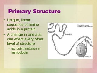 Primary Structure
• Unique, linear
sequence of amino
acids in a protein
• A change in one a.a.
can effect every other
level of structure
– ex. point mutation in
hemoglobin
 