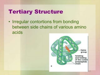 Tertiary Structure
• Irregular contortions from bonding
between side chains of various amino
acids
25
 