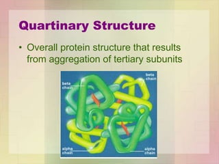 Quartinary Structure
• Overall protein structure that results
from aggregation of tertiary subunits
 