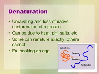 Denaturation
• Unraveling and loss of native
conformation of a protein
• Can be due to heat, pH, salts, etc.
• Some can renature exactly, others
cannot
• Ex: cooking an egg
 