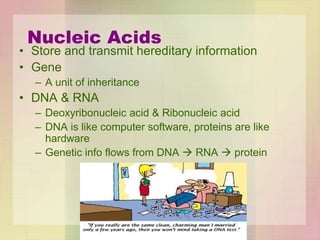 Nucleic Acids
• Store and transmit hereditary information
• Gene
– A unit of inheritance
• DNA & RNA
– Deoxyribonucleic acid & Ribonucleic acid
– DNA is like computer software, proteins are like
hardware
– Genetic info flows from DNA  RNA  protein
 