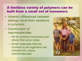 A limitless variety of polymers can be
built from a small set of monomers
• Inherent differences between
siblings result from variations
in polymers
• Construction of
macromolecules
– 40-50 common monomers and
others that occur rarely
– Small molecules that are
common to all organisms are
ordered into unique
macromolecules
 