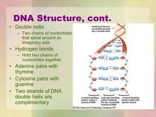 DNA Structure, cont.
• Double helix
– Two chains of nucleotides
that spiral around an
imaginary axis
• Hydrogen bonds
– Hold two chains of
nucleotides together
• Adenine pairs with
thymine
• Cytosine pairs with
guanine
• Two strands of DNA
double helix are
complimentary
 