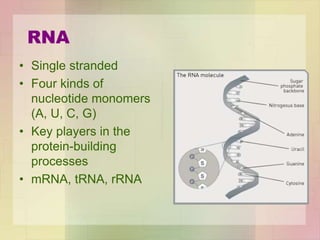RNA
• Single stranded
• Four kinds of
nucleotide monomers
(A, U, C, G)
• Key players in the
protein-building
processes
• mRNA, tRNA, rRNA
 