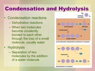 Condensation and Hydrolysis
• Condensation reactions
– Dehydration reactions
– When two molecules
become covalently
bonded to each other
through the loss of a small
molecule, usually water
• Hydrolysis
– Separation of two
molecules by the addition
of a water molecule
 