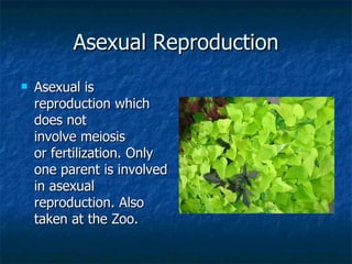 Asexual Reproduction Asexual is reproduction which does not involve meiosis or fertilization. Only one parent is involved in asexual reproduction. Also taken at the Zoo.  