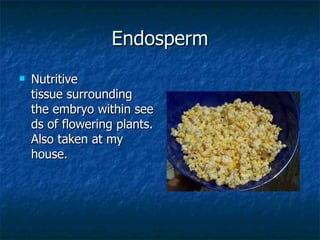 Endosperm Nutritive tissue surrounding the embryo within seeds of flowering plants. Also taken at my house.  