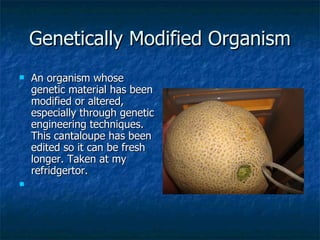 Genetically Modified Organism An organism whose genetic material has been modified or altered, especially through genetic engineering techniques. This cantaloupe has been edited so it can be fresh longer. Taken at my refridgertor.  