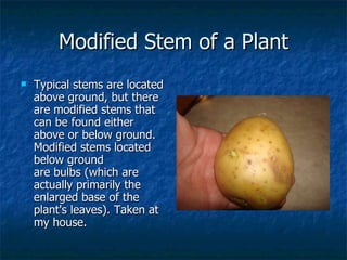 Modified Stem of a Plant Typical stems are located above ground, but there are modified stems that can be found either above or below ground. Modified stems located below ground are bulbs (which are actually primarily the enlarged base of the plant's leaves). Taken at my house. 